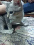 GATINHOS