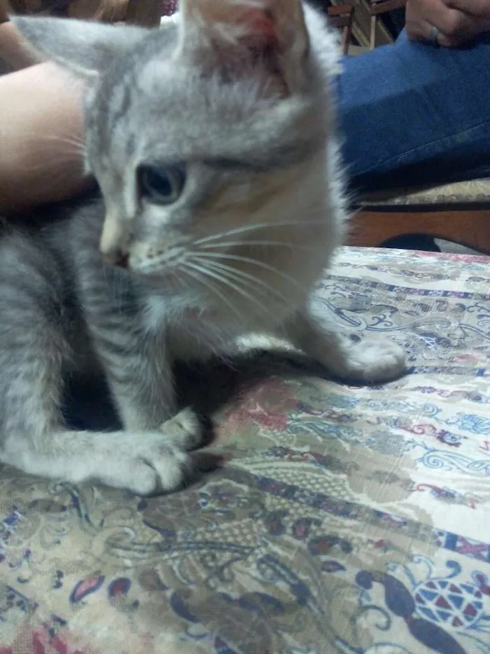 Gato ra a Sem raça idade Abaixo de 2 meses nome GATINHOS