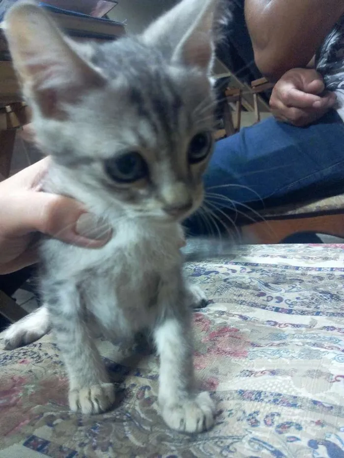 Gato ra a Sem raça idade Abaixo de 2 meses nome GATINHOS