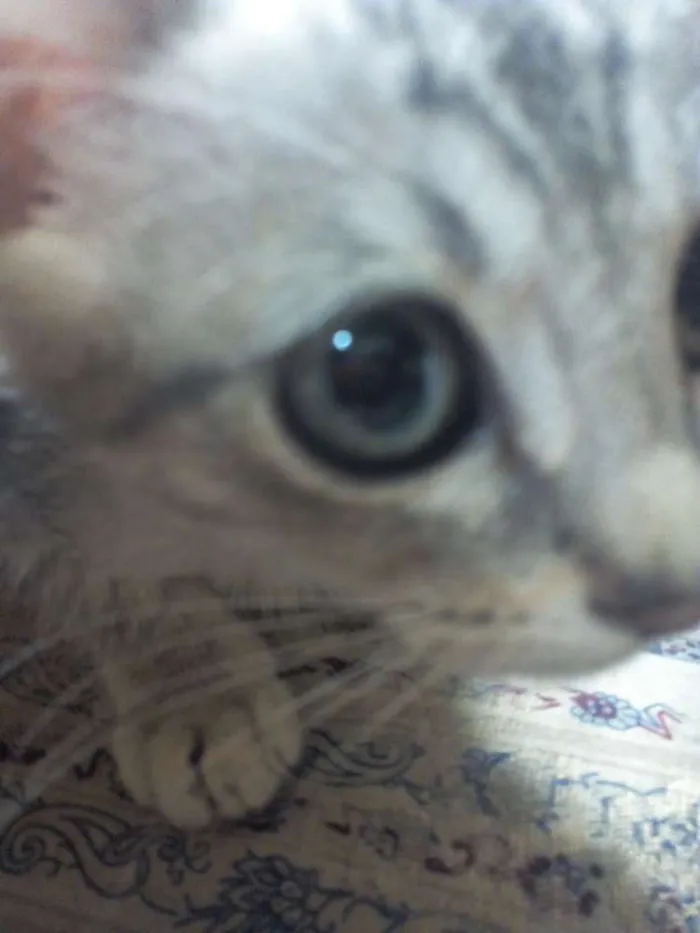 Gato ra a Sem raça idade Abaixo de 2 meses nome GATINHOS