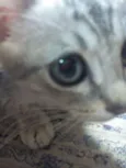 GATINHOS