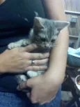 GATINHOS