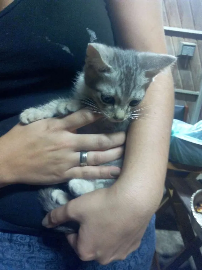 Gato ra a Sem raça idade Abaixo de 2 meses nome GATINHOS
