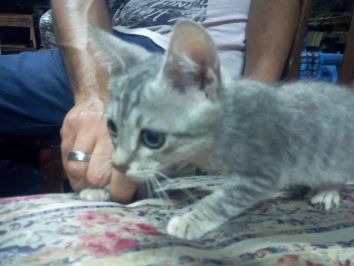 Gato ra a Sem raça idade Abaixo de 2 meses nome GATINHOS
