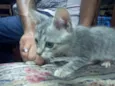 GATINHOS