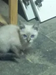 GATINHOS