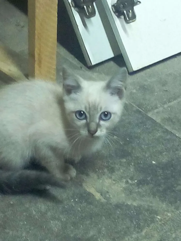 Gato ra a Sem raça idade Abaixo de 2 meses nome GATINHOS