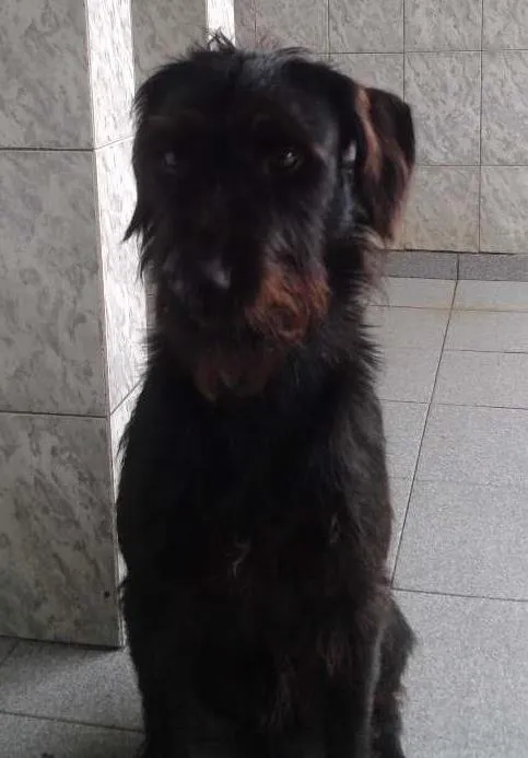 Cachorro ra a Vira lata idade 3 anos nome Dhoi