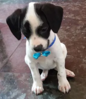 Cachorro raça Vira-lata  idade 2 a 6 meses nome Luna