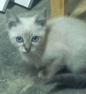 Gato raça Sem raça idade Abaixo de 2 meses nome GATINHOS
