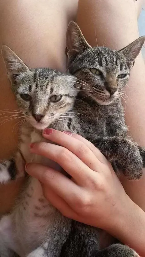 Gato ra a  idade Abaixo de 2 meses nome Jared e Violeta