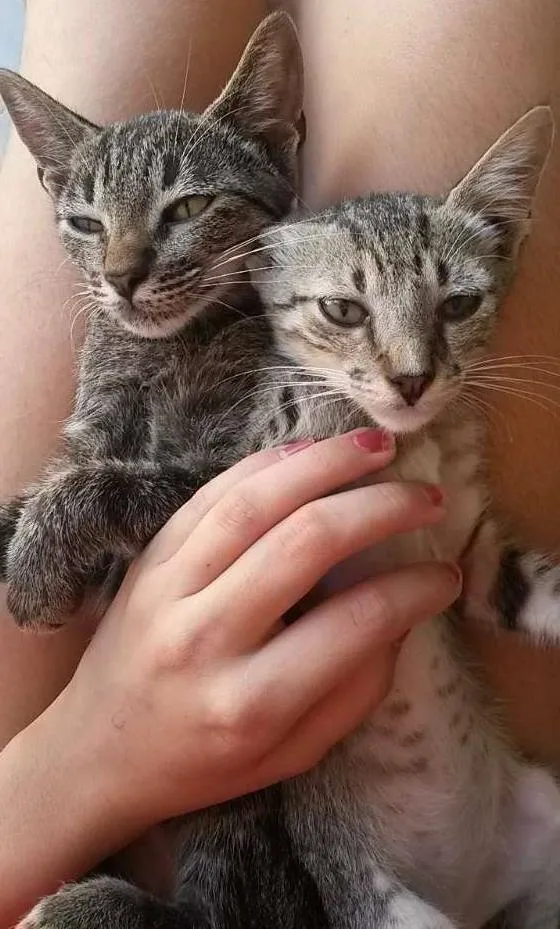 Gato ra a  idade Abaixo de 2 meses nome Jared e Violeta