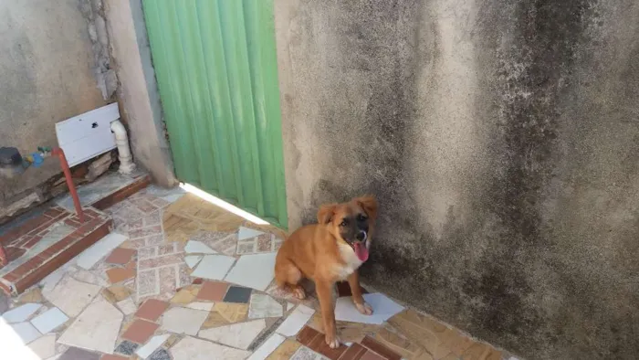 Cachorro ra a Misturado idade 2 a 6 meses nome Nina