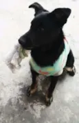Pipoca