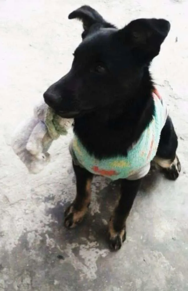 Cachorro ra a  idade 2 anos nome Pipoca