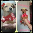 Babaloo