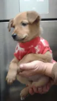 Babaloo
