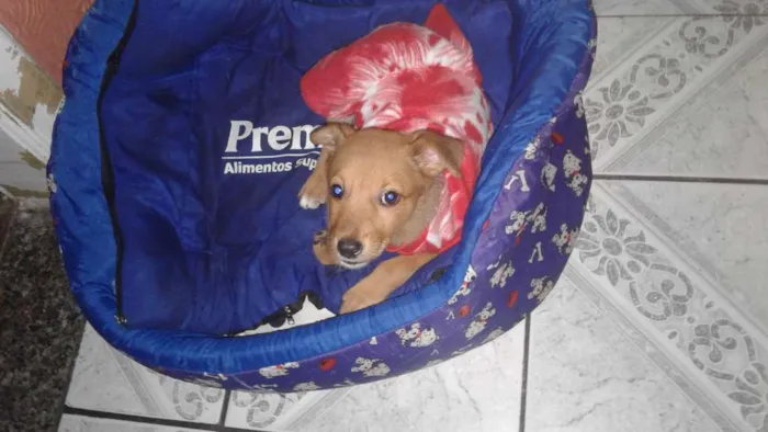 Cachorro ra a Srd idade 2 a 6 meses nome Babaloo