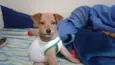 Babaloo