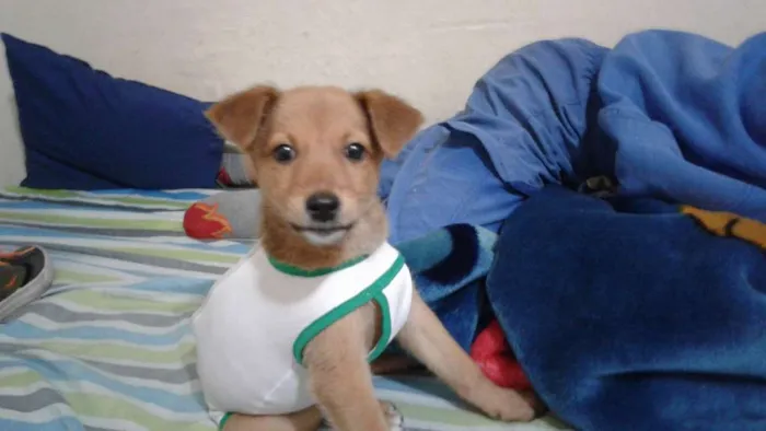 Cachorro ra a Srd idade 2 a 6 meses nome Babaloo