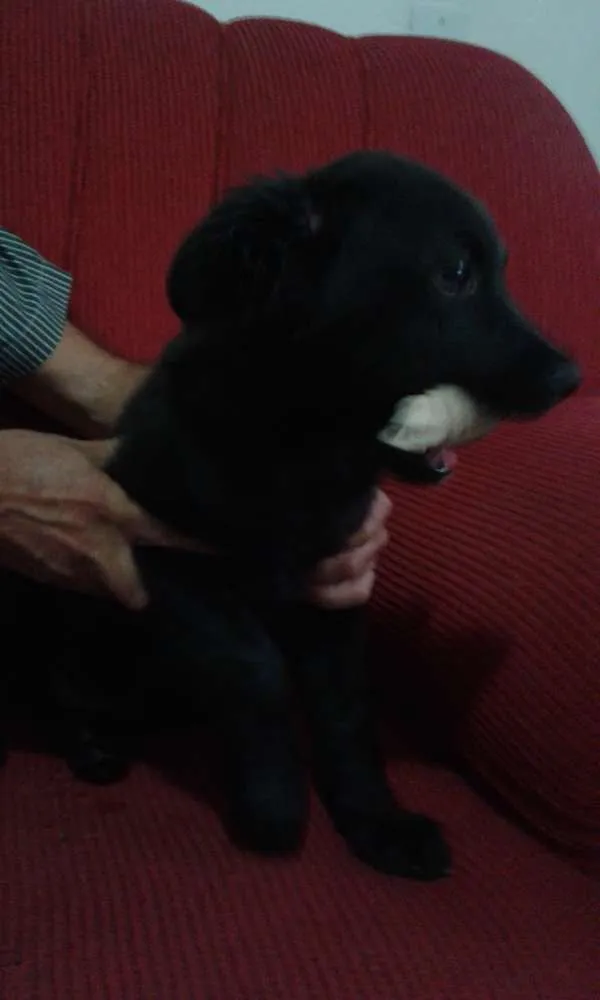 Cachorro raça SRD idade 7 a 11 meses nome Urso