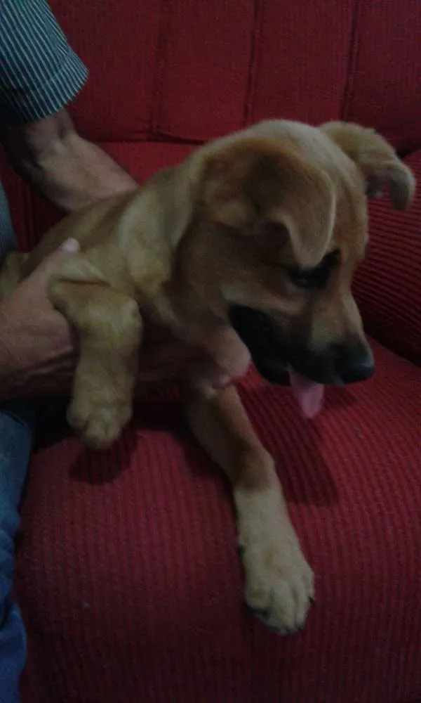 Cachorro raça SRD idade 7 a 11 meses nome Bolota