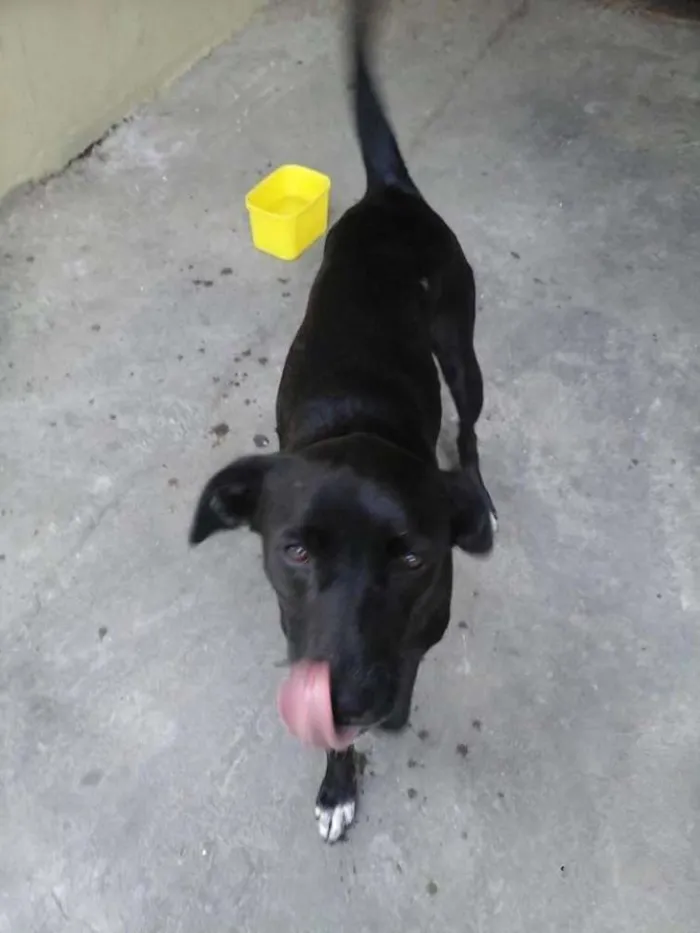 Cachorro ra a Labrador/SRD idade 2 anos nome Dory