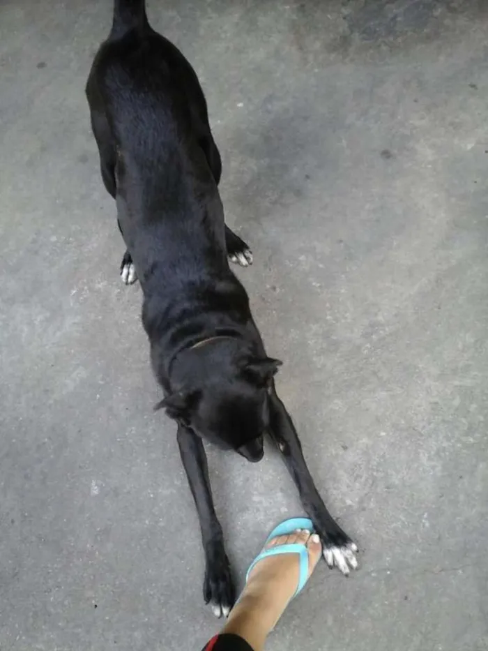 Cachorro ra a Labrador/SRD idade 2 anos nome Dory