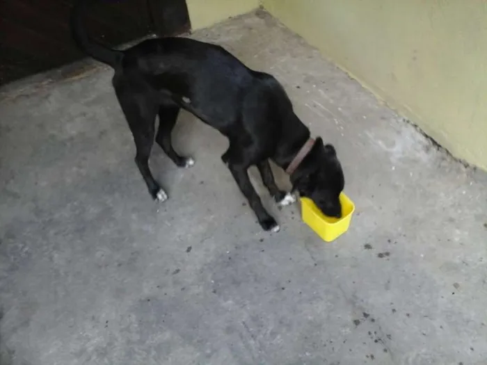 Cachorro ra a Labrador/SRD idade 2 anos nome Dory