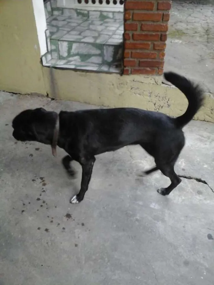 Cachorro ra a Labrador/SRD idade 2 anos nome Dory