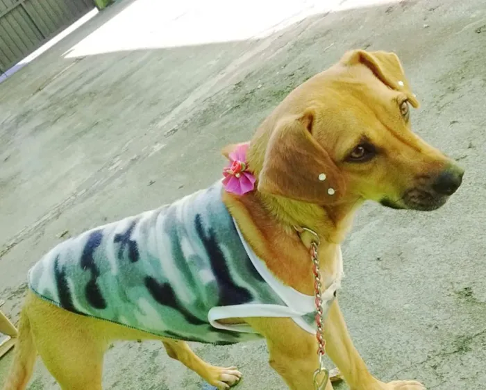 Cachorro raça SRD idade 7 a 11 meses nome KIRA