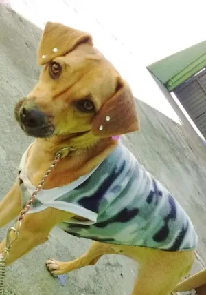 Cachorro raça SRD idade 7 a 11 meses nome KIRA