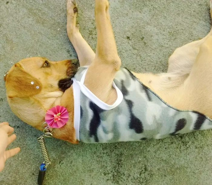 Cachorro raça SRD idade 7 a 11 meses nome KIRA