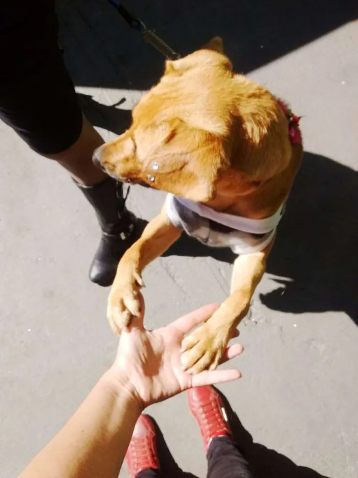 Cachorro raça SRD idade 7 a 11 meses nome KIRA