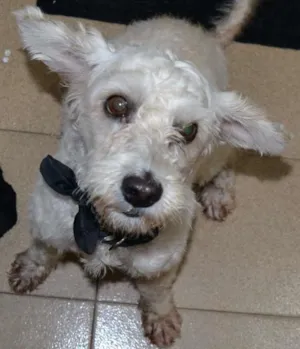 Cachorro raça Poodle idade 1 ano nome Meninão