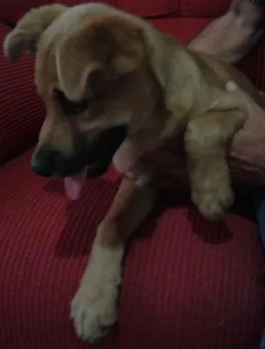 Cachorro raça SRD idade 7 a 11 meses nome Bolota