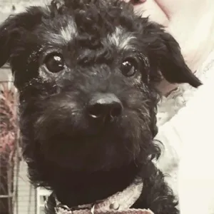Cachorro raça Poodle idade 2 anos nome Pitu