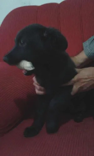 Cachorro raça SRD idade 7 a 11 meses nome Urso