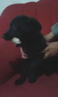 Urso