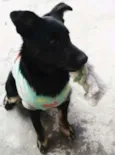 Pipoca