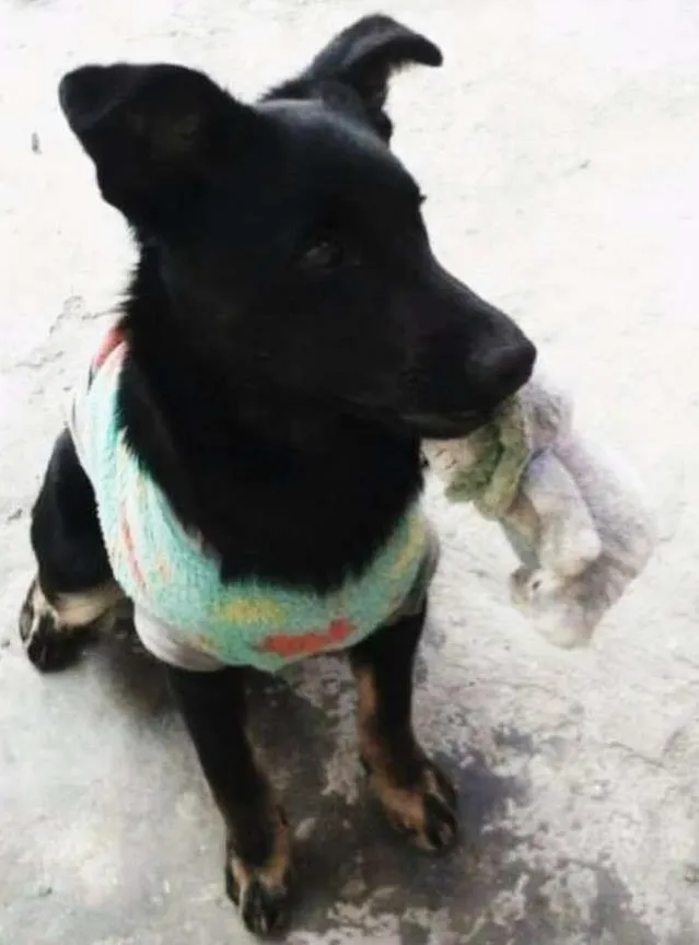 Cachorro ra a  idade 2 anos nome Pipoca