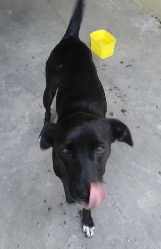 Cachorro ra a Labrador/SRD idade 2 anos nome Dory