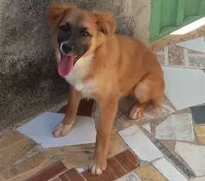 Cachorro ra a Misturado idade 2 a 6 meses nome Nina