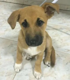 Cachorro raça ? idade 2 a 6 meses nome catarina
