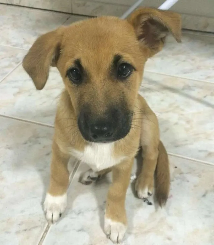 Cachorro ra a ? idade 2 a 6 meses nome catarina