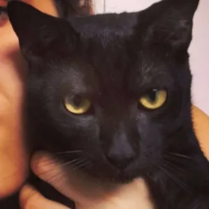 Gato raça SRD idade 7 a 11 meses nome Chumbinho