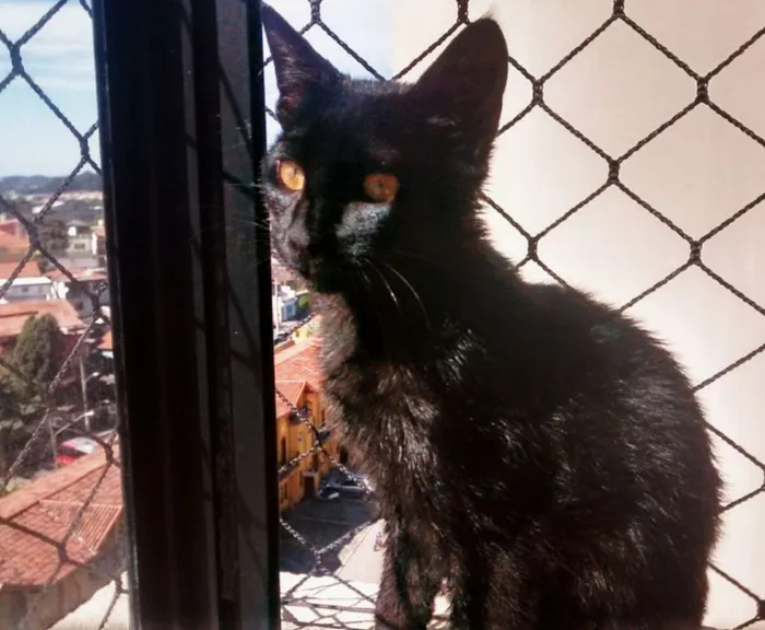 Gato ra a SRD idade 2 a 6 meses nome Pepeu