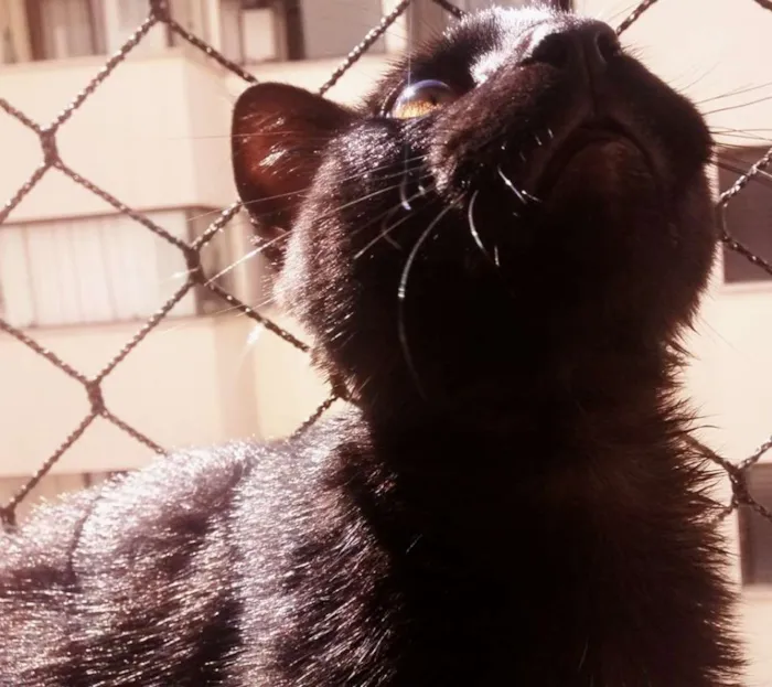 Gato ra a SRD idade 2 a 6 meses nome Pepeu