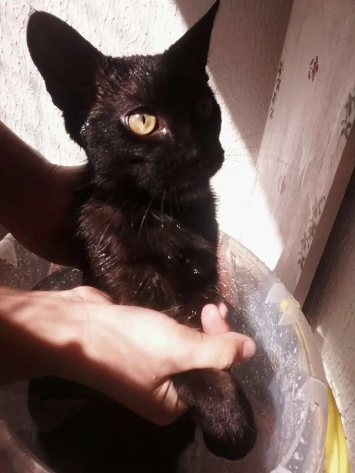 Gato ra a SRD idade 2 a 6 meses nome Pepeu
