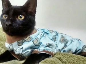 Gato raça SRD idade 2 a 6 meses nome Pepeu